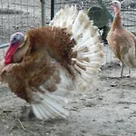Spacieux Et Ecologique Avec Jardin Et Animaux Acceptes A - Fr-1-510-236 * Steenvoorde