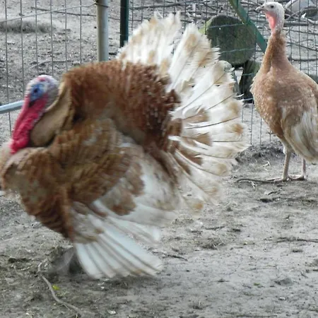 Spacieux Et Ecologique Avec Jardin Et Animaux Acceptes A - Fr-1-510-236 * Steenvoorde