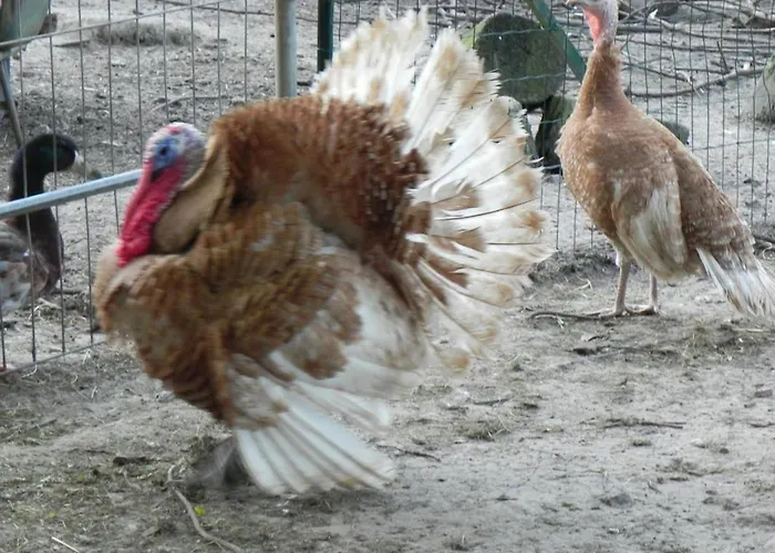 Spacieux Et Ecologique Avec Jardin Et Animaux Acceptes A - Fr-1-510-236 * Steenvoorde